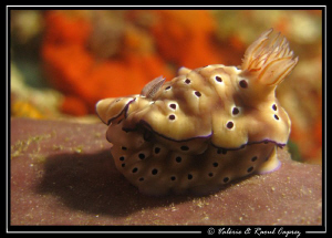 A fat one :-) (Risbecia tryoni) by Raoul Caprez 